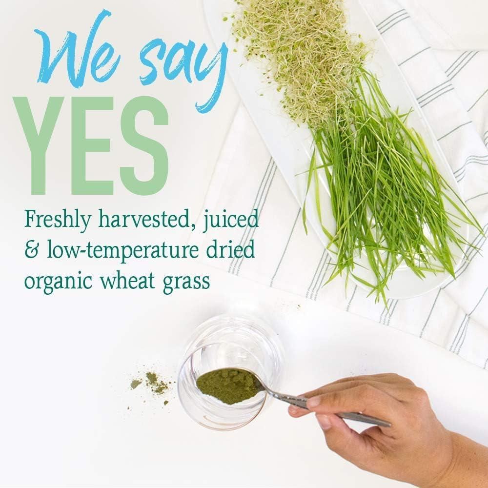image:imageGarden of Life Raw Organic Perfect Food 100 Organic USA Wheat Grass Juice Juiced Green Superfood Greens Powder 60 Servings SteviaFree NonGMO Vegan Gluten Free Whole Food Dietary Supplement