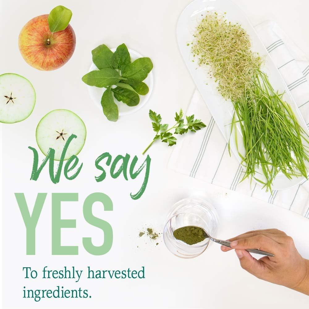 image:imageGarden of Life Raw Organic Perfect Food Green Superfood Juiced Greens Powder Original SteviaFree 30 Servings NonGMO Gluten Free Whole Food Dietary Supplement Alkalize Detoxify EnergizeOriginal
