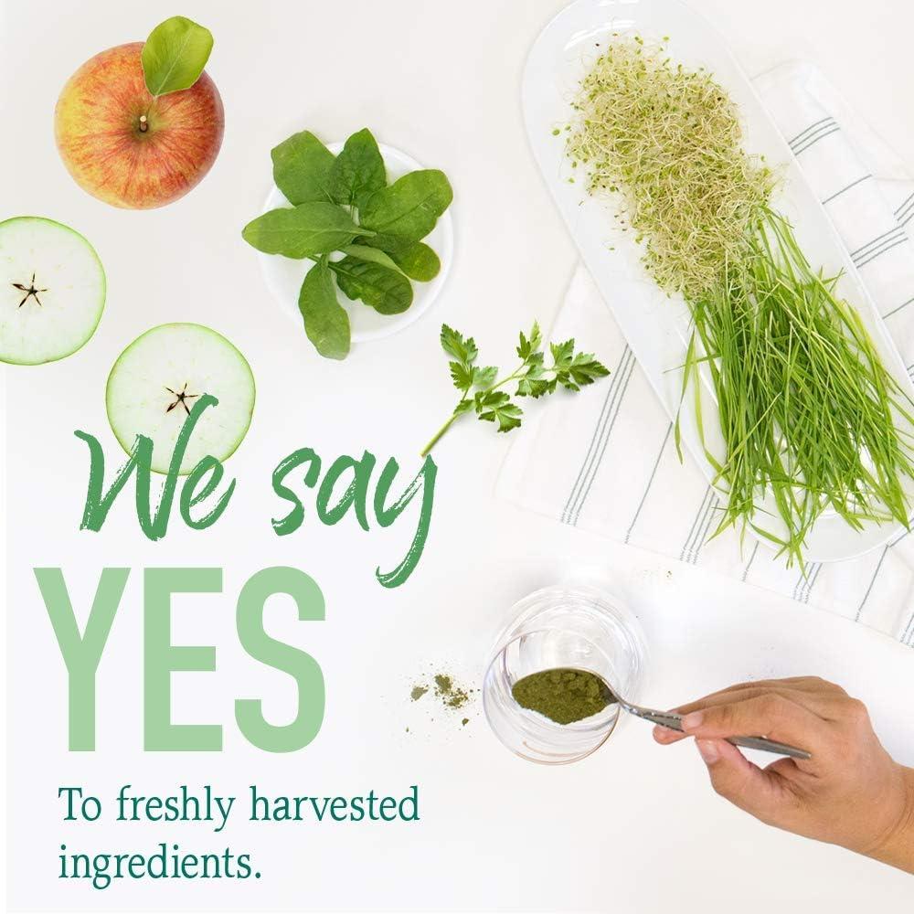image:imageGarden of Life Raw Organic Perfect Food Green Superfood Juiced Greens Powder Original SteviaFree 30 Servings NonGMO Gluten Free Whole Food Dietary Supplement Alkalize Detoxify EnergizeOriginal